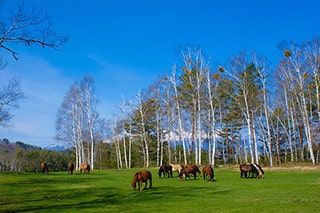 Village of Kiso horses